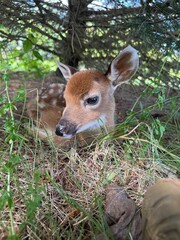 Baby Deer Relaxing in Grass