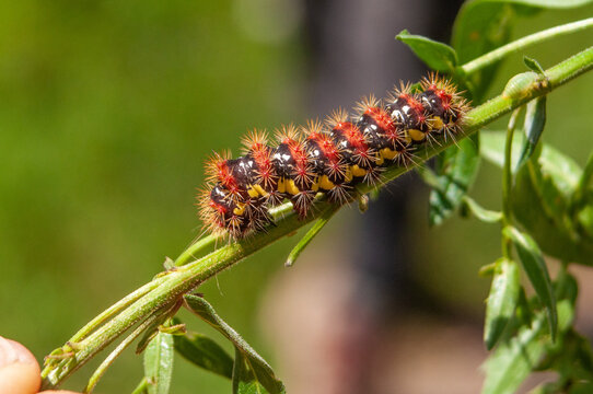 Dagger Moth Caterpillar