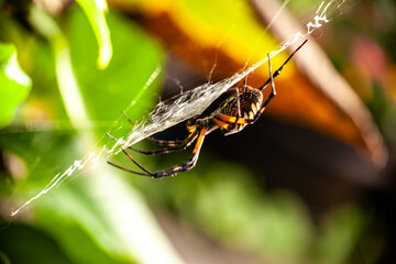 Side View of an Orb Weaver Spider in the Web in a Garden