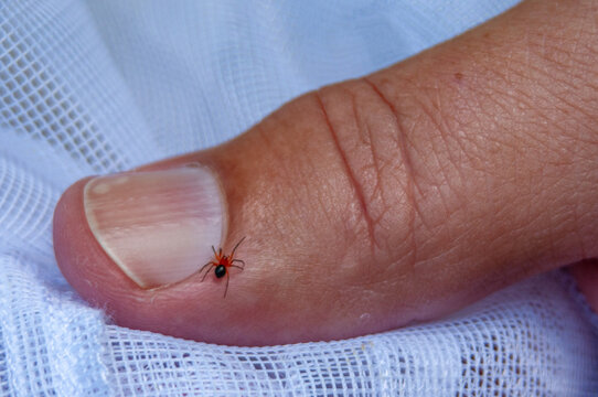 Black and red spider on thumb