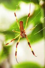 Orb Weaver Spider on the Web