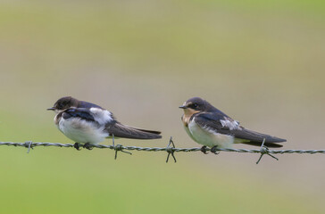 Barn Swallow (Hirundo rustica)