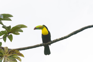 Keel-billed Toucan (Ramphastos sulfuratus)