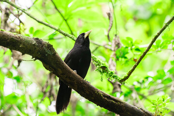 Yellow-billed Cacique (Amblycercus holosericeus)