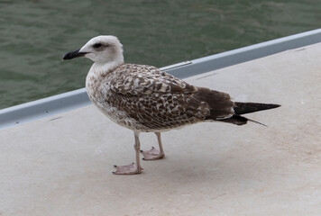  Yellow-legged Gull ( Larus michahellis)