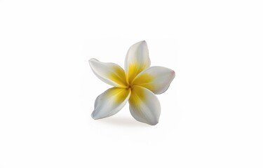 Naklejka premium A single white flower with a yellow center.