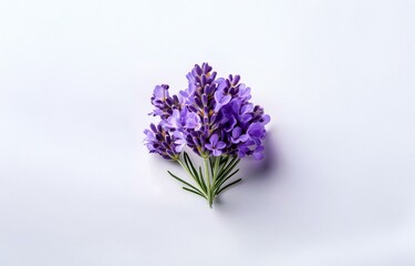 Fototapeta premium A sprig of purple lavender blossoms with green stems on a plain white background.