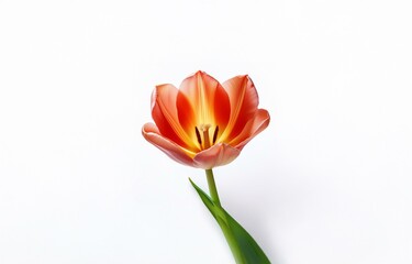 Obraz premium A single orange tulip with a yellow center and green stem is isolated on a white background.