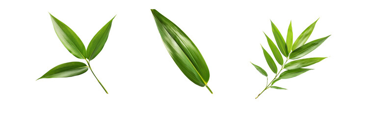 Obraz premium Three isolated green leaves against a white background.
