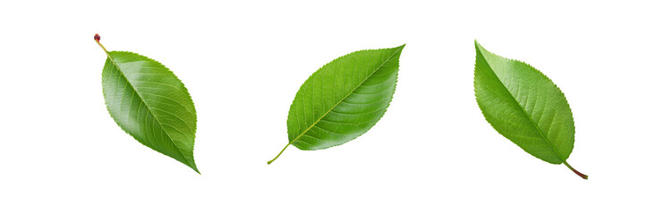 Fototapeta premium Three green leaves are isolated on a white background.