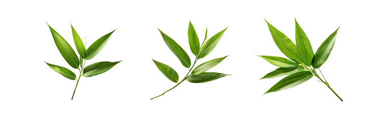 Three isolated green leaves with white background.