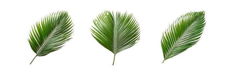 Obraz premium Three isolated palm leaves on a white background.