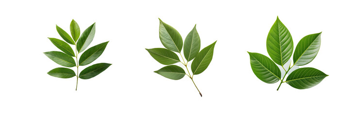 Fototapeta premium Three isolated green leaves in front of a striped background.