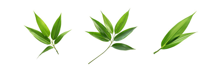 Three isolated green leaves on a white background.