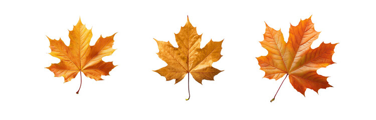 Three isolated orange maple leaves on a white background.