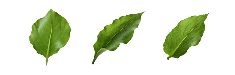Fototapeta premium Three green leaves isolated on a white background.