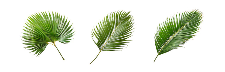 Obraz premium Three isolated palm leaves against a white background.