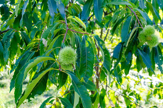 Chinese Chestnut