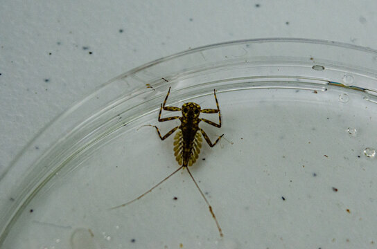 Aquatic insect