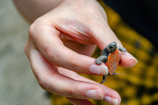 Very young painted turtle