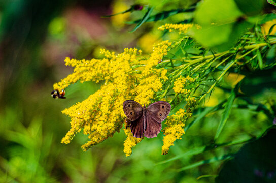 Wood nymph butterfly on goldenrod
