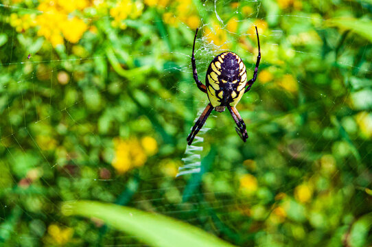 Garden spider