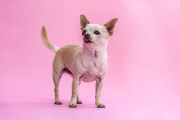 Portrait of a cute chihuahua dog on colorful pink studio background
