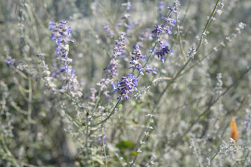 close-up of salvia flowers on a heavily defocused background