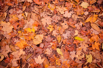 Fall Colored October and Thanksgiving  Holiday Warm Nature Leaves on Ground Background 