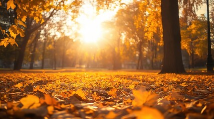 Golden Autumn Leaves Under Soft Sunlight