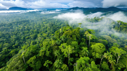 A lush green forest with a thick fog covering the trees