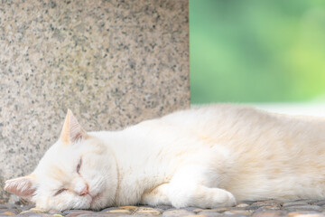 スヤスヤ、、ハッ