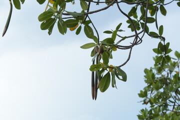 Red Mangrove Tree (Rhizophora mangle L.) with propagules 