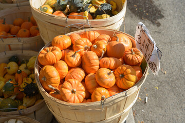 selection of baby or mini pumpkins in bushel baskets outside