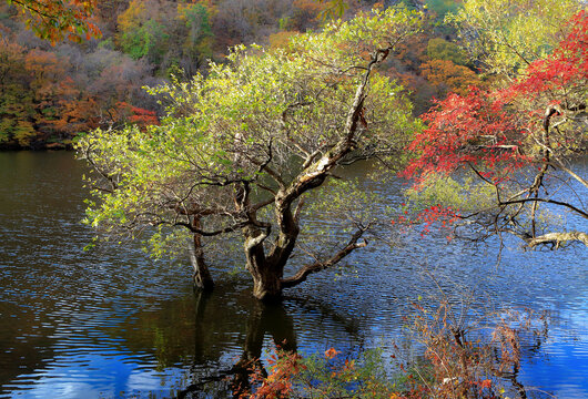 Red Leaf Willows (Salix chaenomeloides Kimura) at Jusan Reservoir near Mt Juwangsan, Korea
