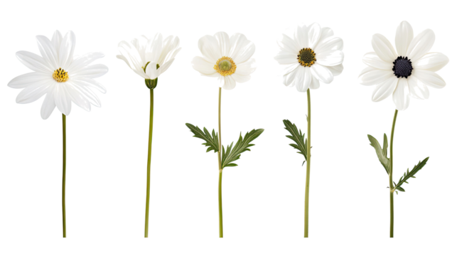 Five Delicate White Flowers Arranged in a Row on a Plain Background Generative AI