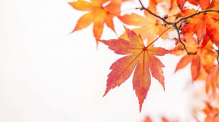 Vibrant Autumn Leaf in Brilliant Orange Hue