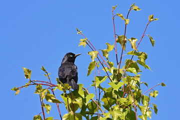 A Rusty Blackbird (Euphagus carolinus) sitting in a tree top under a bright blue sky.