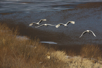 Fototapeta premium Red-crowned cranes are flying on the Imjin River near Yeoncheon-gun, Korea 