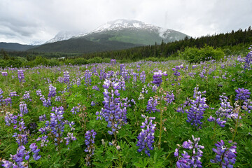 A field of blooming Nootka Lupine (Lupinus nootkatensis) in an alpine meadow near Seward, Alaska.