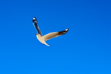 Seagull Soaring in the Blue Sky. A graceful seagull captured mid-flight against a bright blue sky. 