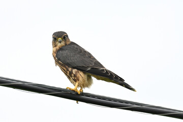 A migratory Merlin (Falco columbarius) watches over a farmer's field in Alaska 