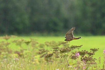 A migratory Merlin (Falco columbarius) searches for food over a farmer's field in Alaska 