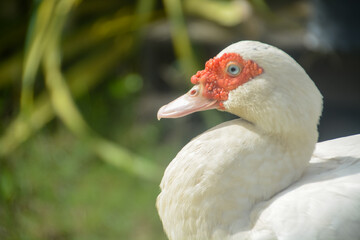 The duck has a white plumage with a distinctive red fleshy growth around its eyes and beak