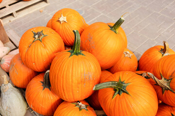 Pumpkin's distinctive orange, pinkish hues, and natural imperfections create a character all its own, making it a perfect symbol of harvest celebrations and fall decor for halloween season.