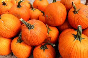 Pumpkin's distinctive orange, pinkish hues, and natural imperfections create a character all its own, making it a perfect symbol of harvest celebrations and fall decor for halloween season.