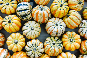 A vibrant collection of pumpkins in various shades, sizes, and textures, showcasing the beauty and diversity of autumn harvests. This image captures the festive spirit of Halloween and the fall season