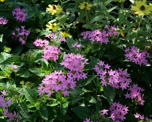 花壇でペンタスの花が咲いている