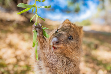 Quokka is enjoying a swing and being so happy, Rottnest island, Perth, Australia
