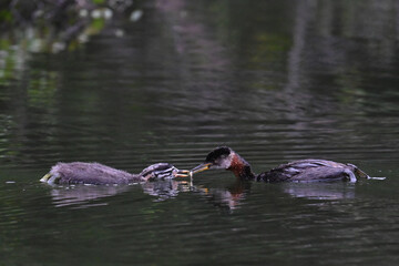 A migratory adult Red-necked Grebe (Podiceps grisegena) feeds a freshly caught minnow to one of its...